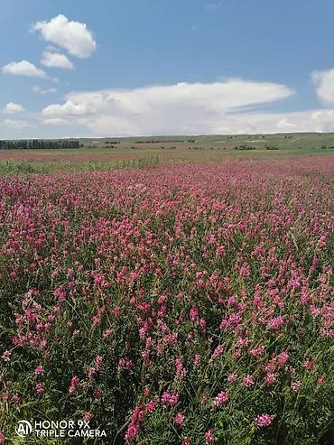 птицы ферма: 3 соток, Для сельского хозяйства, Договор купли-продажи — 2