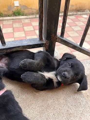 satdiq itler: Tecili Kone korso balalari satilir.Erkek ve disi her iksinden de — 4