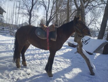 мясо для животных: Ассалому алейкум жамаат, жазга 2 азый айгыр сатылат, Ден соолугу