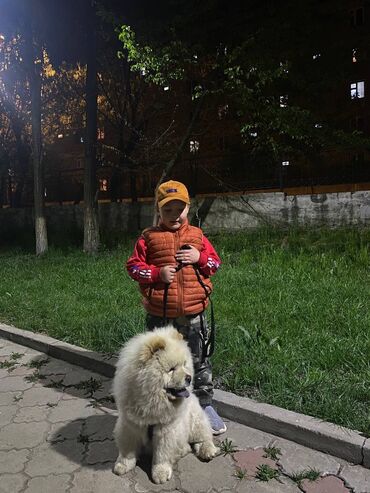 купить щенка курцхаара: Чау-чау, 2 года, Самец, С прививкой, С родословной