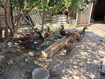 pekines ağ: Muscovy (hinduşka ördəyi) ördəkləri satılır. - Rəng: əsasən qəhvəyi — 3