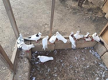 тап аз птицы: 12 eded quşlar tergizmedi işle elaqedar satıram coxsu ucurdulası — 2