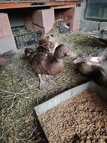 dovşan şəkili: Muscovy sort lal ördəklər – müxtəlif rənglərdə balalar Rəng çeşidləri — 7