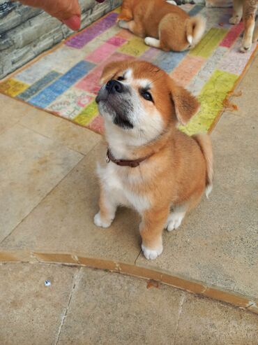 bakıda it satışı: Akita-inu, 2 ay, Erkek, Peyvəndli, Pulsuz çatdırılma