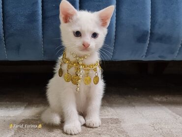 qadinlarda cinsi hevesi artiran dermanlar: Son 3 ədəd . Endi̇ri̇mlə 60 azn . Ragdoll ci̇nsi̇ .Tualet