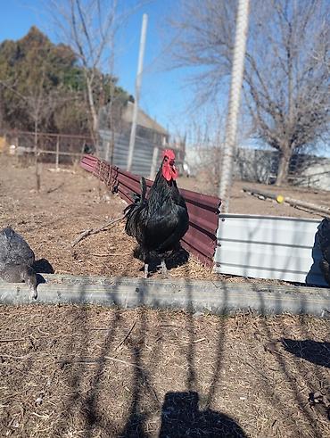 Xoruzlar: Məhsul: Qara rəngli xoruz Təsvir: Avstrolop temiz qan öz heyetimin — 3