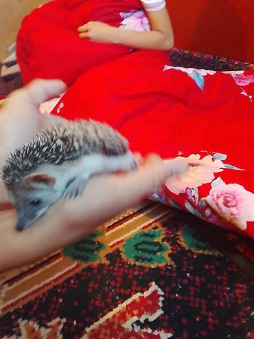 хорьки: 🦔 Продаётся декоративный ёжик Милый, ручной, ухоженный и активный — 7