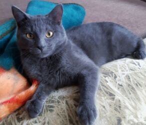 доброй: Британская короткошёрстная, 6 месяцев, Девочка, Голубой, Приучена к лотку, Проглистована, С прививками