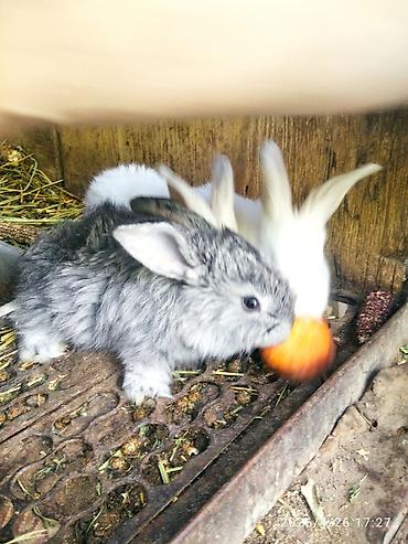 Кролики: Продаю | Крольчата — 4