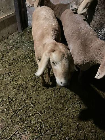 Баран, овца: Продаю | Овца (самка) | Арашан, Гиссарская | Для разведения | Матка, Ягнившаяся — 11