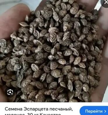 Семена и саженцы: Семена кормовых растений: Эспарцет