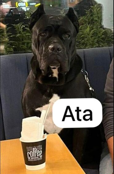 cane corso satilir: Kane-Korso, 3 ay, Erkek, Sənədli, Ünvandan götürmə, Pulsuz çatdırılma