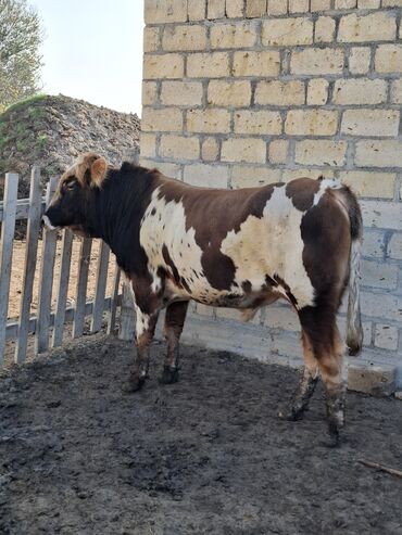 Inəklər, öküzlər: Erkək, il: 1, 150 kq, Damazlıq -da lalafo.az — 4 Inəklər, öküzlər: Erkək, il: 1, 150 kq, Damazlıq — 4