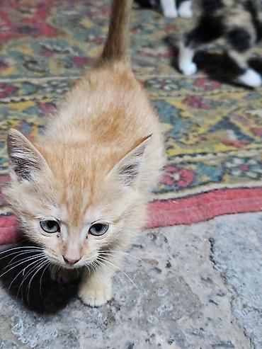 сколько стоит котёнок мейн куна: Кошка даром: Беспородная, 1 месяц, Мальчик — 3