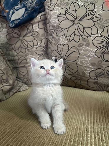 Pişiklər: Britan — 5