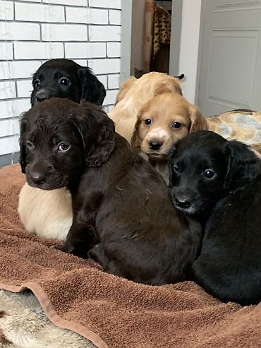 Продажа собак: Щенки русский охотничий спаниель - Порода: Русский охотничий — 1