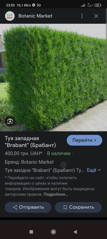 живая изгородь цена за метр: Көчөттөр дарактардын: Туялар, Өзү алып кетүү
