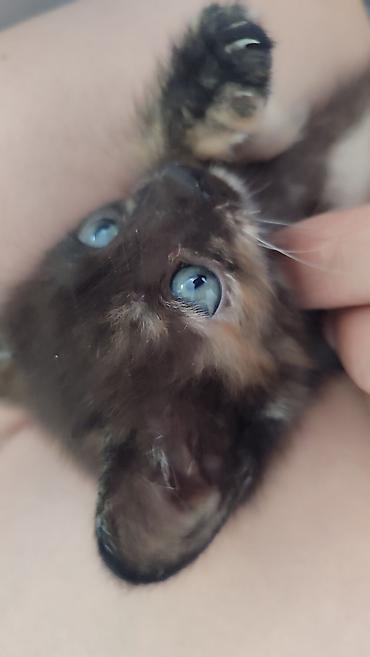 scottish fold: Кошка даром: Беспородная, 2 месяца, Девочка, Приучена к лотку — 2
