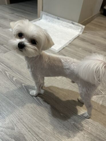 İtlər: Malta lapdogunun Damazlıq oğlanı satılır. cins: oğlan tamamilə — 2