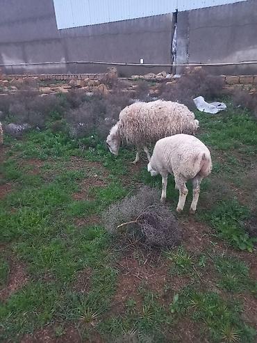 Qoyunlar, qoçlar: Salam heyavanlar satılır 3dənə balalı 1dənə tək 2si birinci qarın 2si — 2