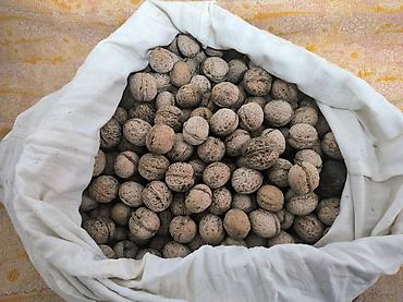 Грецкий орех в скорлупе 🌰 Натуральный, урожай со своего сада. Хорошо