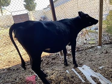 bərdə mal bazari: 1 cı qarına 4 ay 11 gunluy bogazdı sunı mayanlanma olub jersey — 3