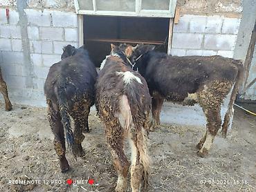 Коровы, быки: Продаю | Тёлка | Швицкая | Привязанные — 3