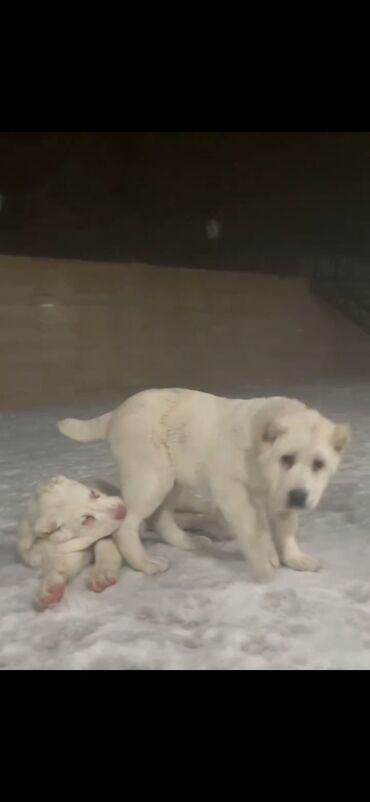 İtlər: Qurdbasar — 2