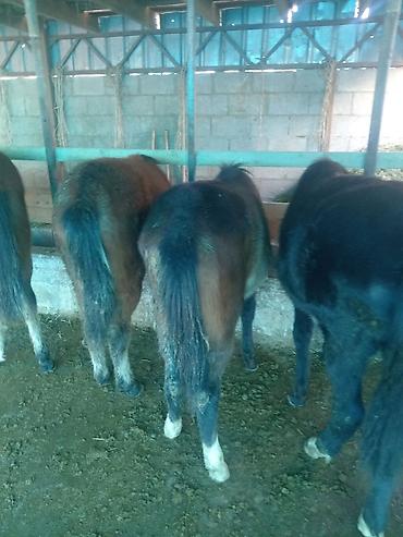 Лошади, кони: Продаю | Жеребенок | Для разведения — 5