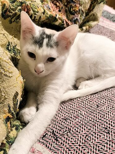 Pişiklər: Türk anqora, Dişi, Yaxşı əllərə, Ünvandan götürmə — 5