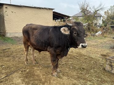Коровы, быки: Продаю | Бык (самец) | На откорм | Привязанные