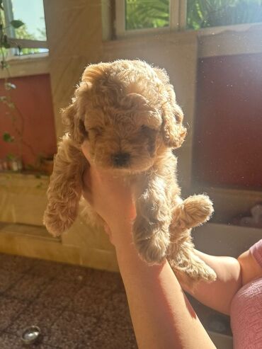 Çəngəllər: Pudel, 1 ay, Erkek, Ünvandan götürmə, Ödənişli çatdırılma