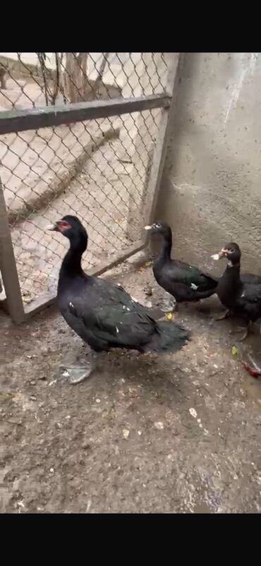 Ördəklər: Erkək, | Lal ördək, Ətlik — 8