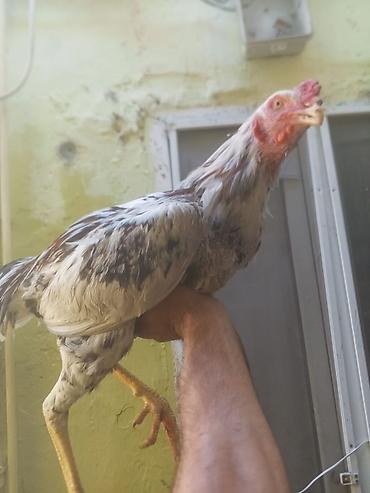 K/t heyvanları və malları: Aseel tipli xoruz - Cins: Aseel (uzunboylu, güclü skeletli, sıx — 2