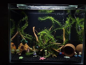 akvarium satilir: Dördbucaq akvarium, 60 l — 1