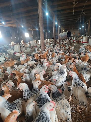 yerli qaz: Toyuq, Damazlıq, Ödənişli çatdırılma — 1