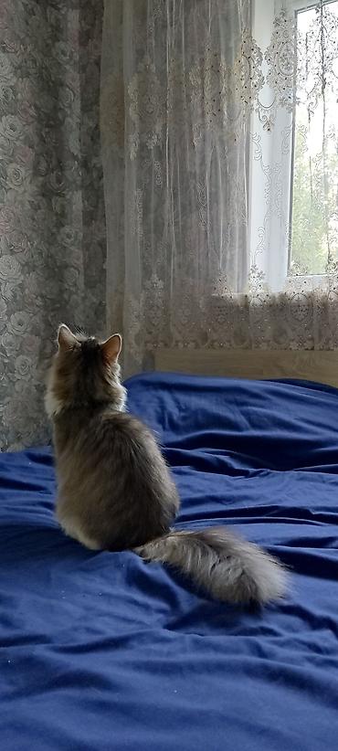 Отдам даром кошку: Кошка даром: Сибирская, 1 год, Девочка — 10