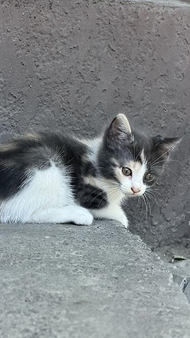 кошка: Котёнок 2 месяца, девочка, есть 1 прививка. ищем заботливую — 4
