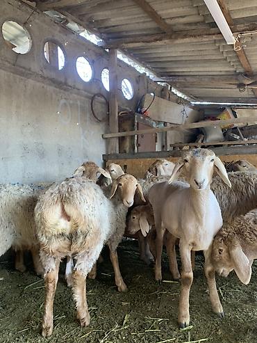 Продам с/х животных: Продаю | Овца (самка) | Арашан | Для разведения — 2