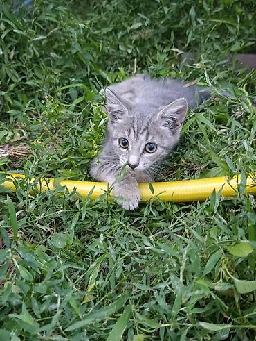 Мышыктар: Котята, окрас серый и серо-полосатый девочки. Короткошёрстные, с — 3