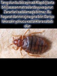 путевки в египет: Dezinfeksiya, dezinseksiya | Tarakanlar, Viruslar, mikroblar, Ağacları çiləmə | Nəqliyyat, Ofislər, Mənzillər