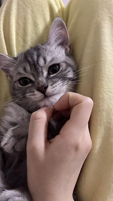 Продажа кошек: Скотиш Страйт (Шотландская прямоухая), 4 месяца, Мальчик, Серый, Приучена к лотку, Проглистована — 2