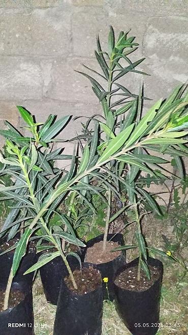 gul toxum satışı: Limon mandalin kinkan qizilgul sarmasiq qizilgul kalistamin olyandir — 4