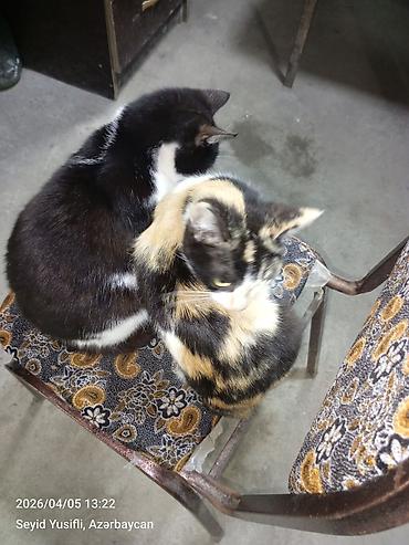 Pişiklər: Yaxşı əllərə — 1