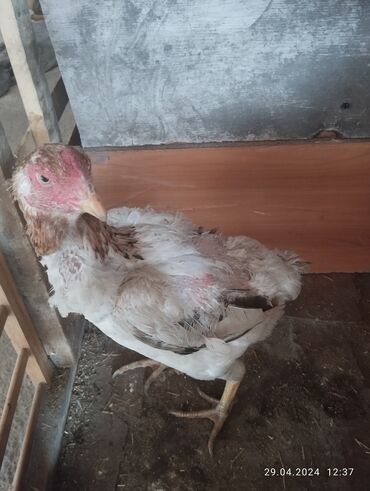 птица фабрика: Продаю курочку возраст майский
яйцо несёт
