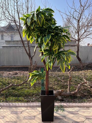 Декоративные цветы: Искусственные деревья и цветы — долговечный и стильный декор без at lalafo.kg — 17 Декоративные цветы: Искусственные деревья и цветы — долговечный и стильный декор без — 17