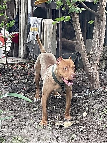 pitbul satanlar: Pitbul, 1 il, Erkək, Peyvəndli — 3