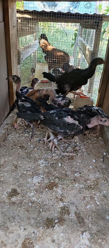 at satisi qiymetleri: 2 aylıq 1 ay yarımlıq heyratı colpalar satılır 2 aylıqlar 20 manat 1 — 4