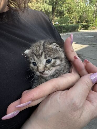 котенок вислоухий: Отдам в хорошие руки🙏🏻 Маленький полосатый котенок с серым окрасом и