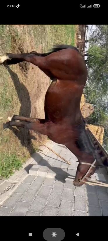 Лошади, кони: Продаю | Жеребец | Рабочий — 9